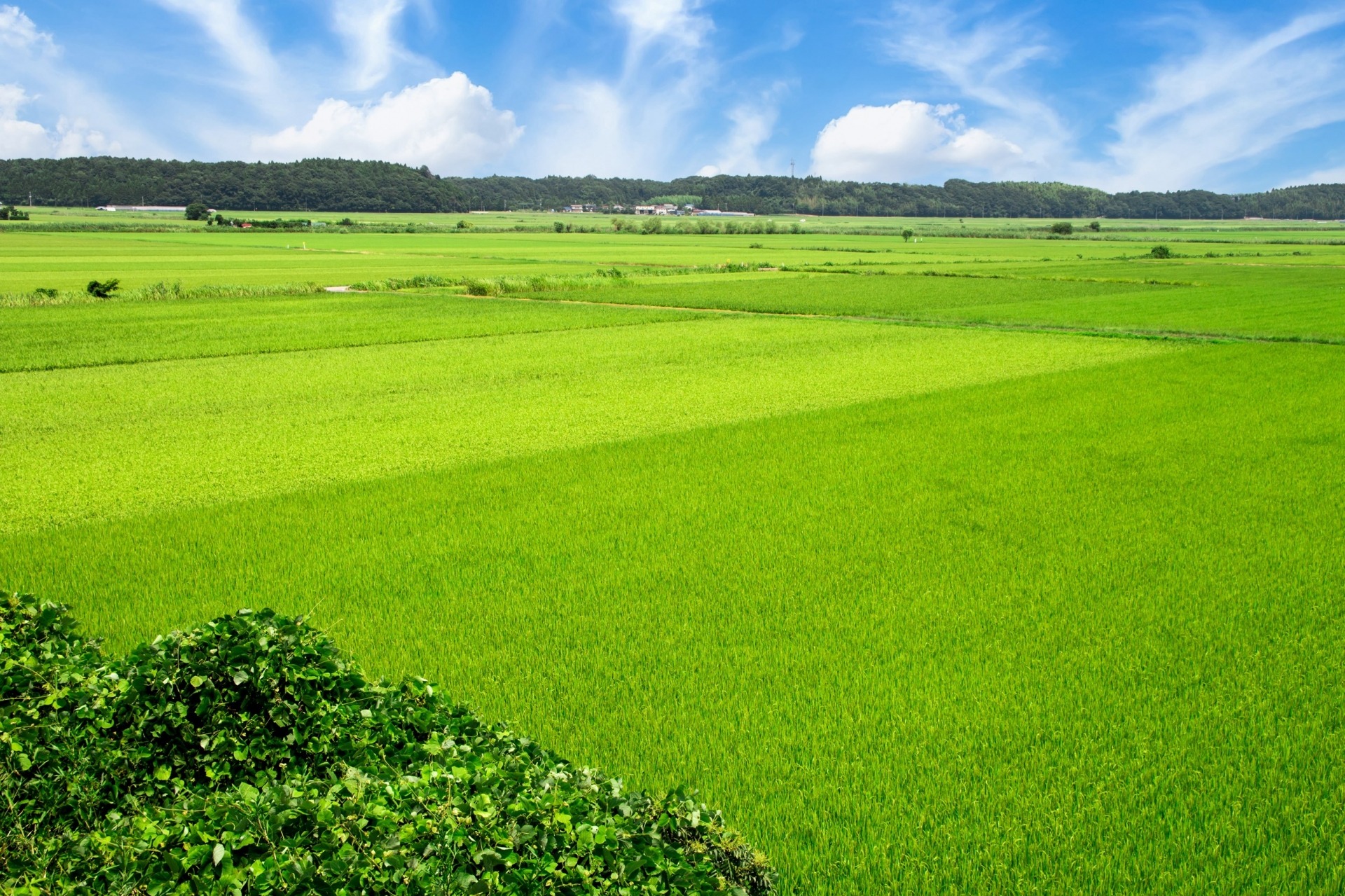 やや増加7万1000t 農水省6年産酒造好適米需要見込